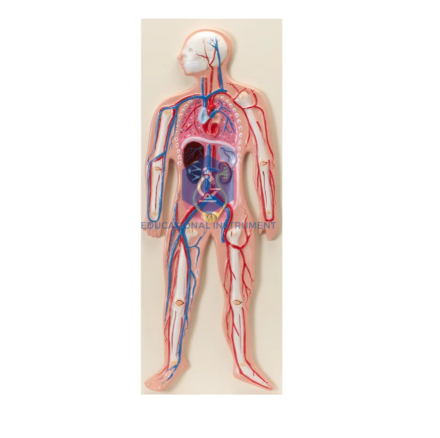 Human Circulatory System Model